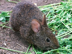 Фото Вулканический кролик