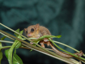 Смотреть фото Карликовый летучий кускус Фото Карликовый летучий кускус