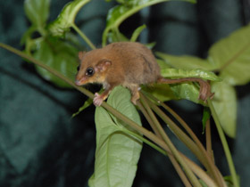 Смотреть фото Карликовый летучий кускус Фото Карликовый летучий кускус