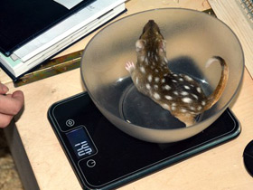 Смотреть фото Крапчатая сумчатая куница Фото Крапчатая сумчатая куница