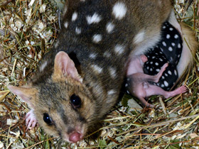 Смотреть фото Крапчатая сумчатая куница Фото Крапчатая сумчатая куница