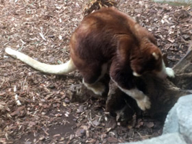 Фото Кенгуру Матчи