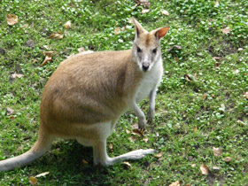Смотреть фото Прыткий валлаби Фото Прыткий валлаби