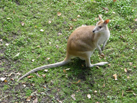 Смотреть фото Прыткий валлаби Фото Прыткий валлаби