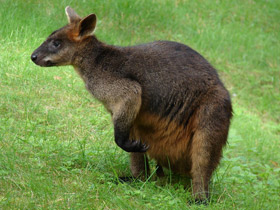 Смотреть фото Болотный валлаби Фото Болотный валлаби
