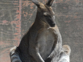 Смотреть фото Большой серый кенгуру Фото Большой серый кенгуру