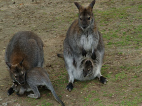Смотреть фото Рыже-серый валлаби Фото Рыже-серый валлаби