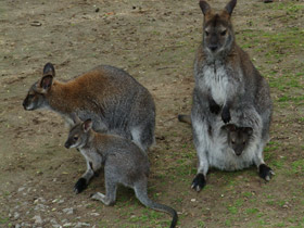 Смотреть фото Рыже-серый валлаби Фото Рыже-серый валлаби