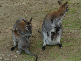 Смотреть фото Рыже-серый валлаби Фото Рыже-серый валлаби