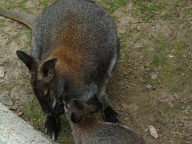 Смотреть фото Рыже-серый валлаби Фото Рыже-серый валлаби
