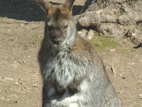Фото Животные - символы