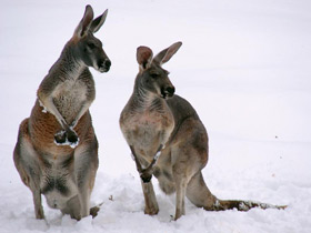 Смотреть фото Большой рыжий кенгуру Фото Большой рыжий кенгуру