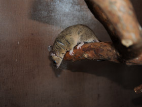 Фото Домовый оппосум