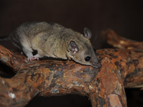Фото Домовый оппосум