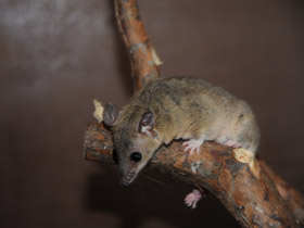 Фото Домовый оппосум