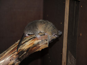 Фото Домовый оппосум