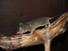 Фото Домовый оппосум