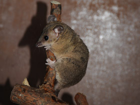 Фото Домовый оппосум