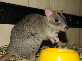 Смотреть фото Карликовый кенгуру Фото Карликовый кенгуру