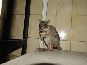 Смотреть фото Карликовый кенгуру Фото Карликовый кенгуру