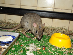 Смотреть фото Карликовый кенгуру Фото Карликовый кенгуру