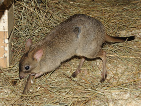 Смотреть фото Карликовый кенгуру Фото Карликовый кенгуру