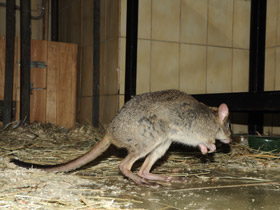 Смотреть фото Карликовый кенгуру Фото Карликовый кенгуру