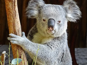 Фото Самые громкие животные в мире