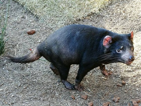 Фото Животные - символы