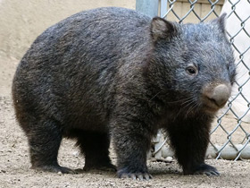 Смотреть фото «Мама, возьми меня на ручки!» Фото «Мама, возьми меня на ручки!»