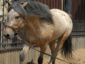 Смотреть фото Самые важные домашние животные Фото Самые важные домашние животные