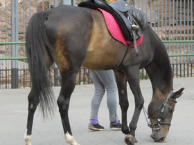 Фото Лечебные животные. Анималотерапия