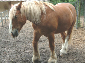 Смотреть фото Самая долгая беременность у животных Фото Самая долгая беременность у животных