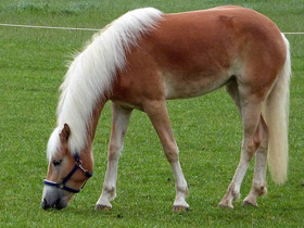 Смотреть фото Домашние лошади Фото Домашние лошади