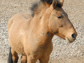 Лошадь Пржевальского Лошадь Пржевальского