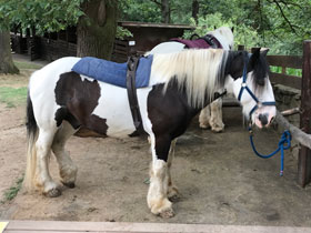 Фото Тинкер