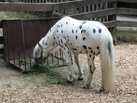 Фото Мини-аппалуза