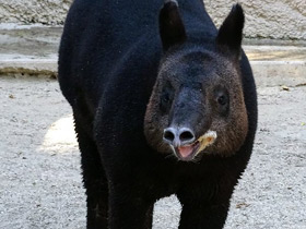 Смотреть фото Самая долгая беременность у животных Фото Самая долгая беременность у животных