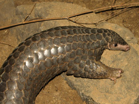 Смотреть фото Панголин: робкий ящер Фото Панголин: робкий ящер