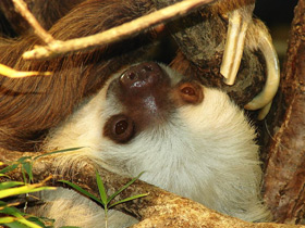 Смотреть фото Самые сонные животные Фото Самые сонные животные