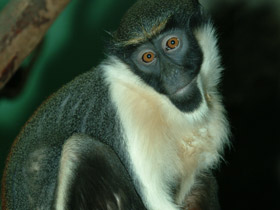 Мартышка-диана Мартышка-диана