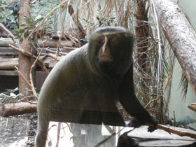 Фото Совинолицая мартышка