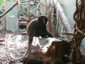 Фото Совинолицая мартышка