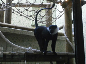 Фото Бородатая мартышка