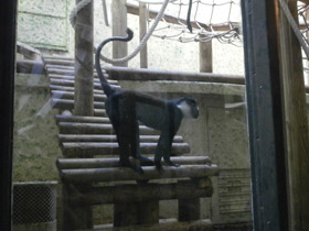 Фото Бородатая мартышка