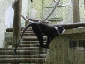 Фото Бородатая мартышка