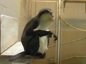 Смотреть фото Мартышка-мона Фото Мартышка-мона