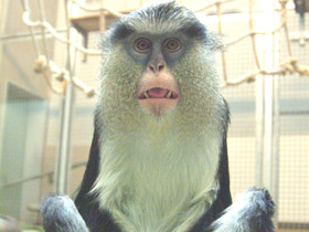 Смотреть фото Мартышка-мона Фото Мартышка-мона