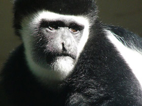 Смотреть фото Восточный колобус Фото Восточный колобус