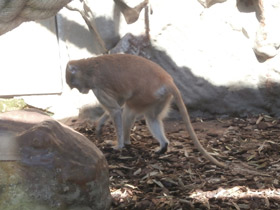 Смотреть фото Красная мартышка Фото Красная мартышка